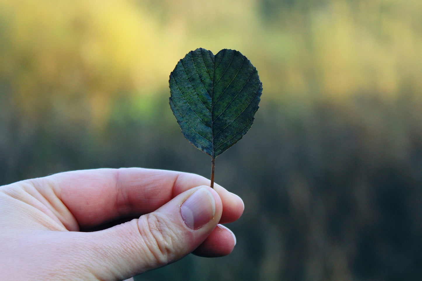 Der Natur mit Respekt begegnen - Was bedeutet biologische Abbaubarkeit?